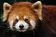 Endangered Red Panda Close up Wall Mural