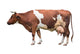 Adult Cow Wall Decal
