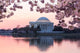 Cherry Blossom and Jefferson Monument Wall Decal