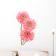 Pink Gerber Daisies Wall Decal