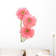 Pink Gerber Daisies Wall Decal