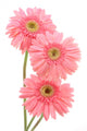Pink Gerber Daisies Wall Decal