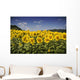 Girasoli Del Monferrato Wall Mural