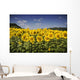Girasoli Del Monferrato Wall Mural