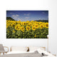 Girasoli Del Monferrato Wall Mural