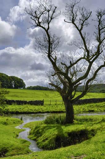 Tree near Water Wall Decal