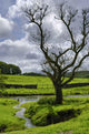 Tree near Water Wall Decal