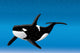 Orca Bottom Sea Wall Mural