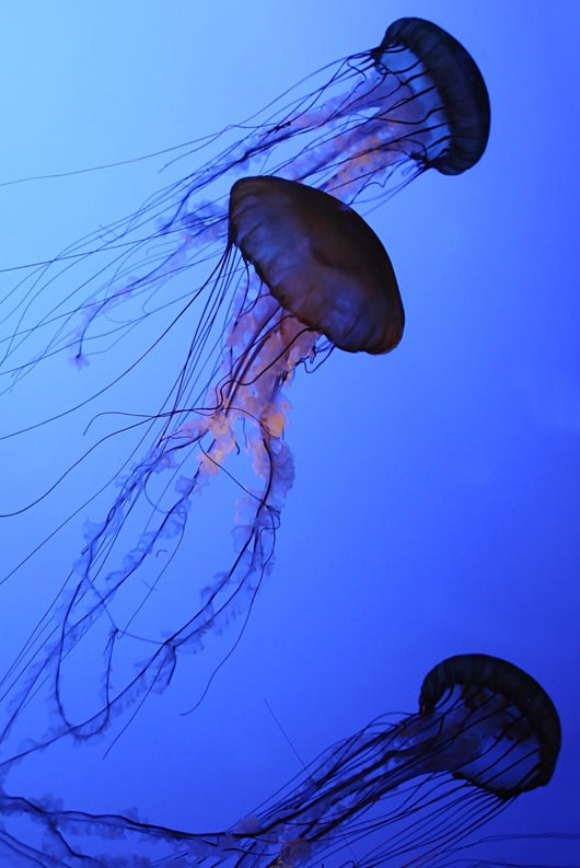 Jellies Wall Mural
