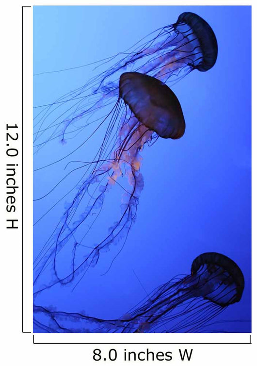 Jellies Wall Mural