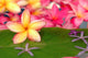 Tropical spa Wall Mural