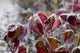 Frost Leaves Wall Decal