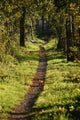 Pattken Forest Wall Decal