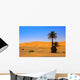 Palm Tree Sahara Desert Wall Decal