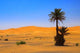 Palm Tree Sahara Desert Wall Decal