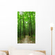 forest path Wall Mural