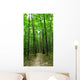 forest path Wall Mural