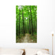 forest path Wall Mural