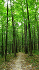 forest path Wall Mural