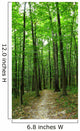 forest path Wall Mural