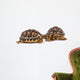 Turtles Wall Decal