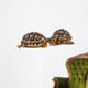 Turtles Wall Decal