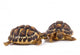 Turtles Wall Decal