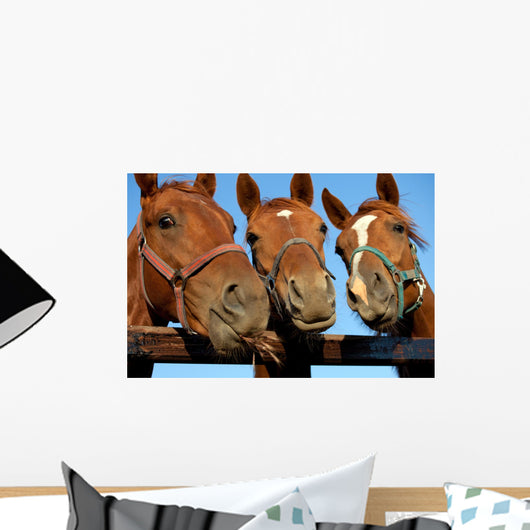 Closeup of three  heads of a horses Wall Mural