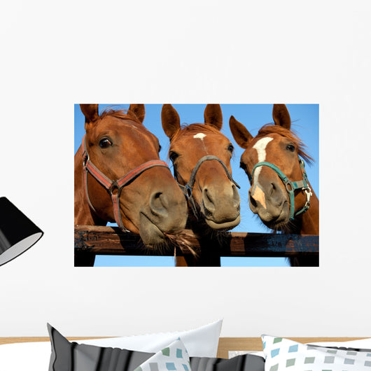 Closeup of three  heads of a horses Wall Mural