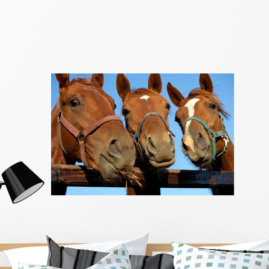 Closeup of three  heads of a horses Wall Mural