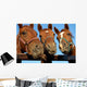 Closeup of three  heads of a horses Wall Mural