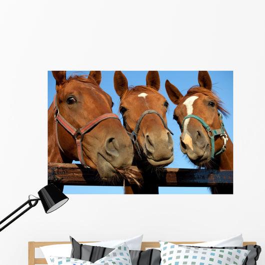 Closeup of three  heads of a horses Wall Mural