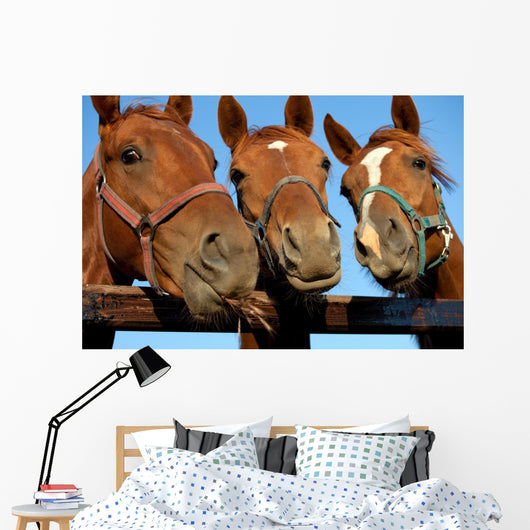 Closeup of three  heads of a horses Wall Mural