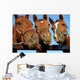 Closeup of three  heads of a horses Wall Mural