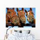 Closeup of three  heads of a horses Wall Mural