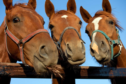 Closeup of three  heads of a horses Wall Mural