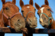 Closeup of three  heads of a horses Wall Mural