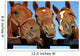 Closeup of three  heads of a horses Wall Mural