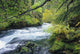 Beautiful McKenzie River Wall Decal