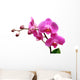 Orchid Wall Decal