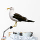 Side Seagull Wall Decal