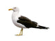 Side Seagull Wall Decal