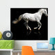 silver-white stallion galloping Wall Mural