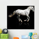 silver-white stallion galloping Wall Mural