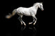 silver-white stallion galloping Wall Mural