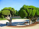 Odd-shaped Trees Park Buen-retiro Wall Decal