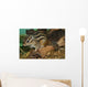 Chipmunk Wall Mural