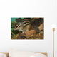 Chipmunk Wall Mural