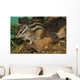 Chipmunk Wall Mural