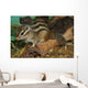 Chipmunk Wall Mural